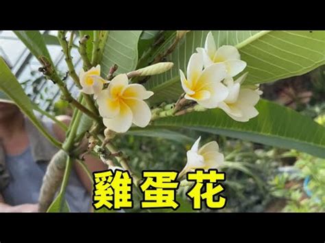 雞蛋花風水禁忌|【雞蛋花風水】雞蛋花風水擺設：破解煞氣、招福旺運 – 每日新聞。